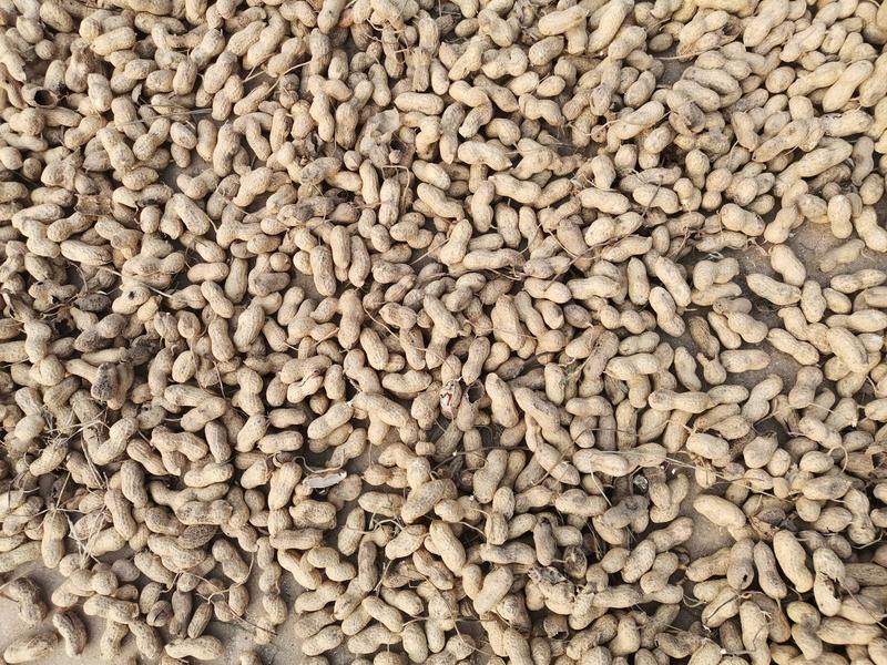 种子解决的方法有哪些?